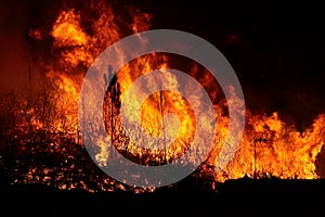 Forest Fire close to a house