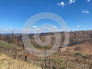 Forest fire damage on hills