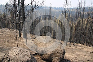 Forest Fire Damage in the Western US