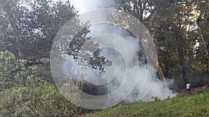 Forest fire, Dandeli forest, Karnataka, India