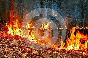 Forest fire disaster is burning