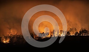 Forest fire disaster is burning caused by human