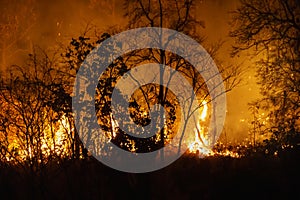 Forest fire disaster  burning caused by humans