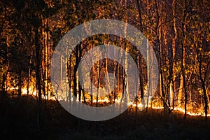 Forest fire disaster  burning caused by human