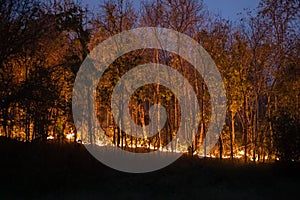 Forest fire disaster  burning caused by human