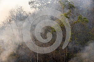 Forest fire disaster  burning caused by human