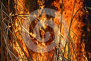 Forest fire disaster  burning caused by human