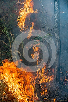 Forest fire disaster  burning caused by human
