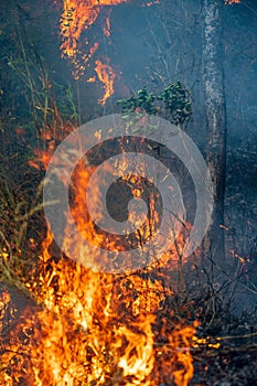 Forest fire disaster  burning caused by human