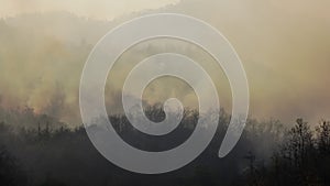 Forest fire disaster  burning caused by human