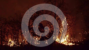 Forest fire disaster  burning caused by human