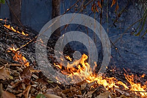 Forest fire disaster burning caused by human