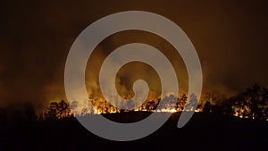Forest fire disaster burning caused by humans