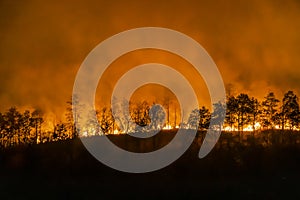 Forest fire disaster  burning caused by humans