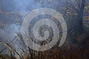 Forest fire on the dry slopes of the Himalayas