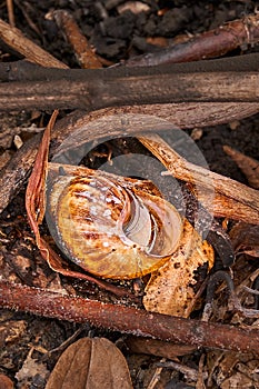Forest fire effect, snail slugs die after a forest fire