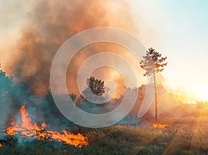 Forest fire. fallen tree is burned to the ground a lot of smoke when vildfire.