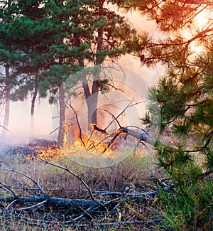 Forest fire. fallen tree is burned to the ground a lot of smoke when vildfire.