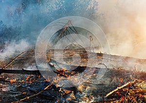 Forest fire. fallen tree is burned to the ground a lot of smoke when vildfire.