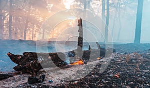 Forest fire. fallen tree is burned to the ground a lot of smoke when vildfire.