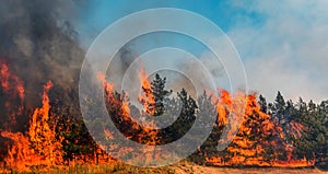 Forest fire. fallen tree is burned to the ground a lot of smoke when wildfire.