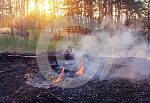 Forest fire. fallen tree is burned to the ground a lot of smoke when wildfire