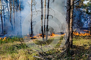 Forest fire. fallen tree is burned to the ground a lot of smoke when Wildfire