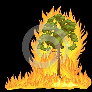 Forest Fire, fire in forest landscape damage, nature ecology disaster, hot burning trees, danger forest fire flame with
