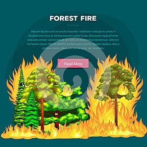 Forest Fire, fire in forest landscape damage, nature ecology disaster, hot burning trees, danger forest fire flame with