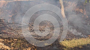 Forest fire. Fire in a wood. Disastrous consequences