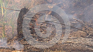 Forest fire. Fire in a wood. Disastrous consequences