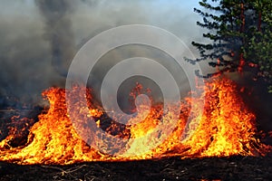 Forest fire. Forest fire in progress. Wildfire. Large flames of forest fire. Incendio forestal Canada photo