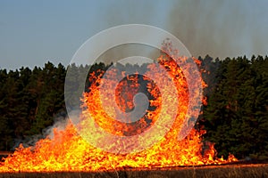 Forest fire. Forest fire in progress. Wildfire. Large flames of forest fire. Incendio forestal photo