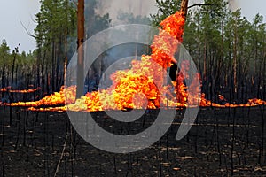 Forest fire. Forest fire in progress. Wildfire. Large flames of forest fire. Incendio forestal. Canada photo