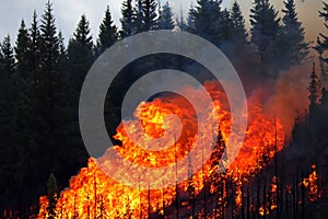 Forest fire. Forest fire in progress. Wildfire. Large flames of forest fire. Incendio forestal. Canada photo