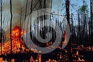 Forest fire. Forest fire in progress. Wildfire. Large flames of forest fire. Incendio forestal. Canada photo