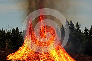 Forest fire. Forest fire in progress. Wildfire. Large flames of forest fire. Incendio forestal. Canada photo