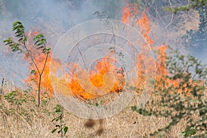 Forest Fire India