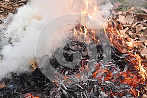 Forest Fire in india