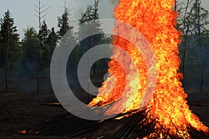 Forest fire. Forest fire in progress. Wildfire. Large flames of forest fire. Incendio forestal. Hawaii photo