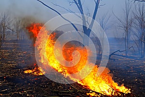 Forest fire. Forest fire in progress. Wildfire. Large flames of forest fire. Incendio forestal. Canada photo