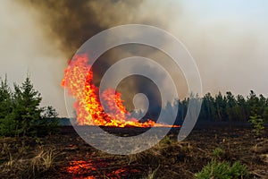 Forest fire. Forest fire in progress. Wildfire. Large flames of forest fire. Incendio forestal. Canada photo