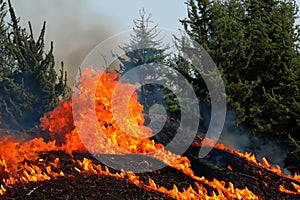 Forest fire. Forest fire in progress. Wildfire. Large flames of forest fire. Incendio forestal. Hawaii photo