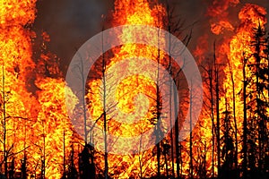 Forest fire. Forest fire in progress. Wildfire. Large flames of forest fire. Incendio forestal. Hawaii photo