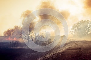 Forest fire, nature disaster