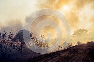 Forest fire, nature disaster