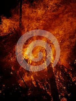 Forest fire at night
