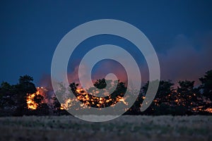 Forest fire at night