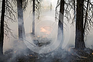 Forest fire in a pine forest