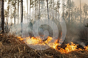 Forest fire in pine stand